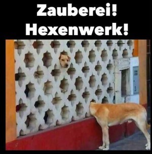 Neugierige Hunde